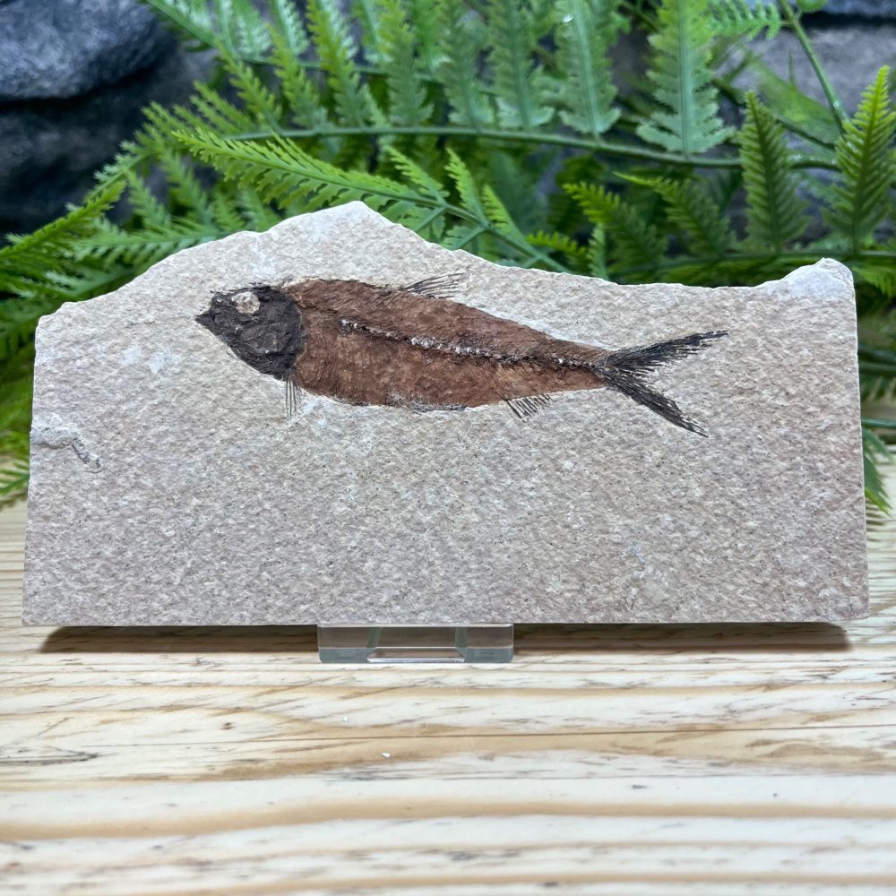 Fossil Fish (Knightia)