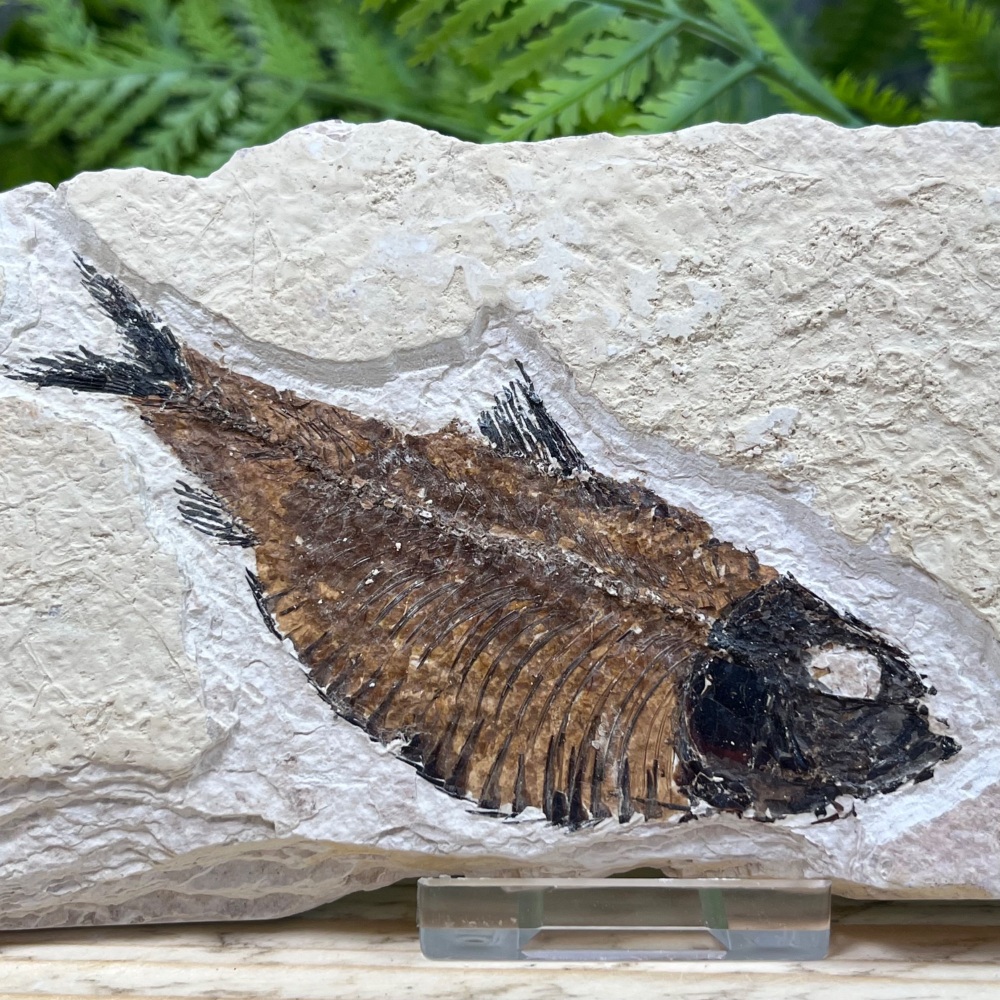Fossil Fish (Knightia)