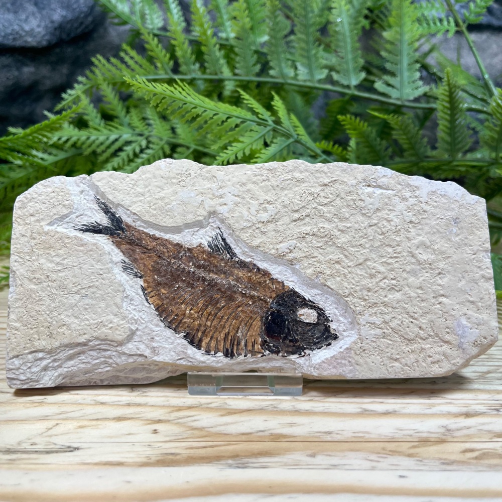 Fossil Fish (Knightia)