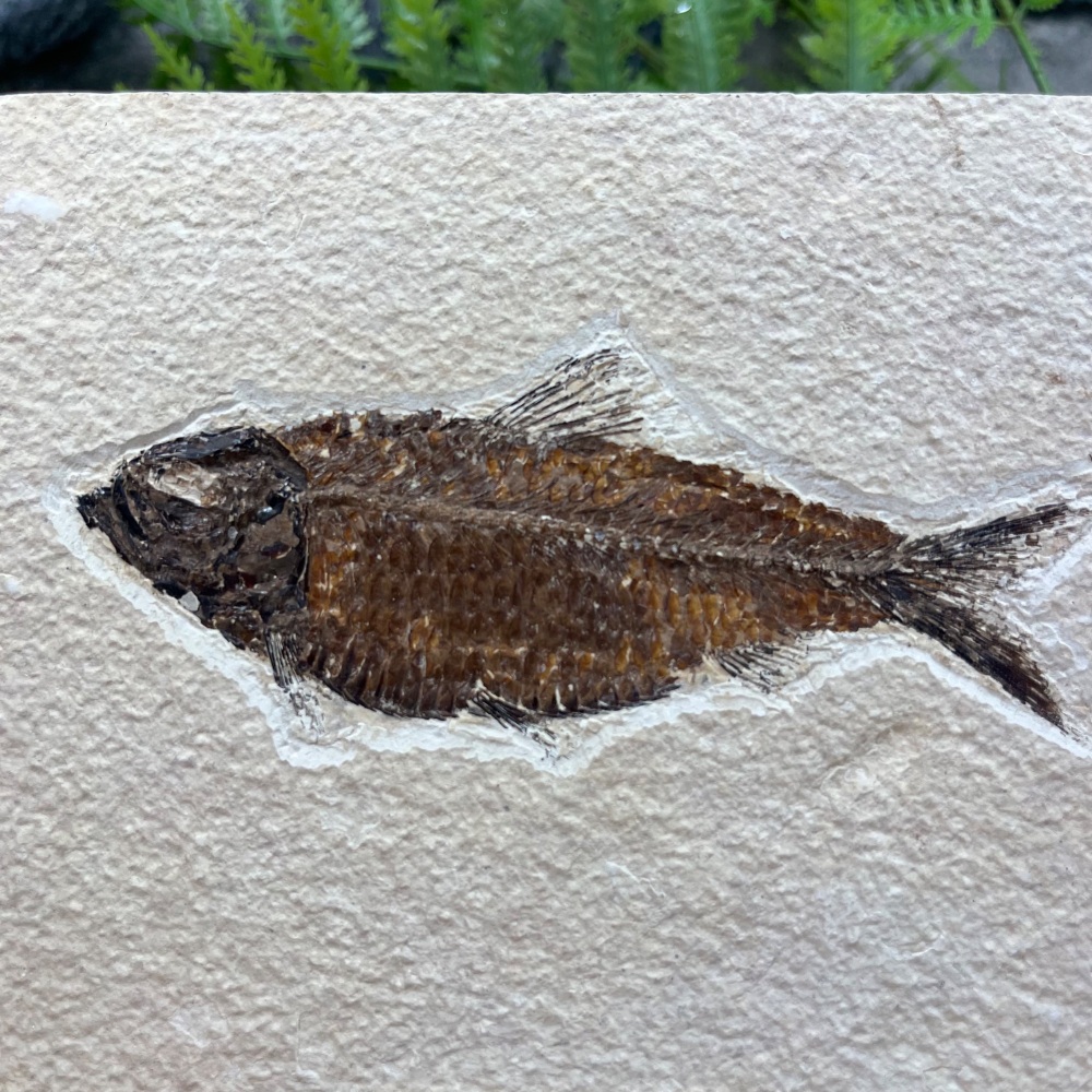 Fossil Fish (Knightia)