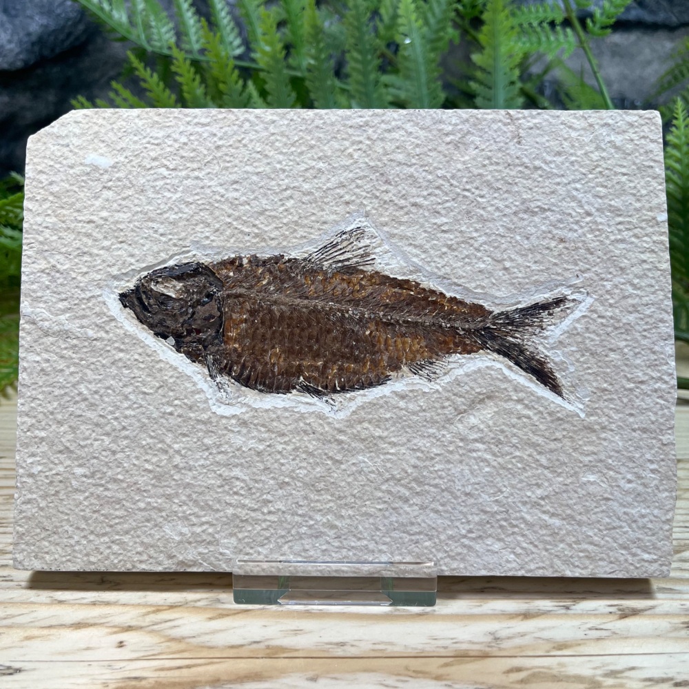 Fossil Fish (Knightia)