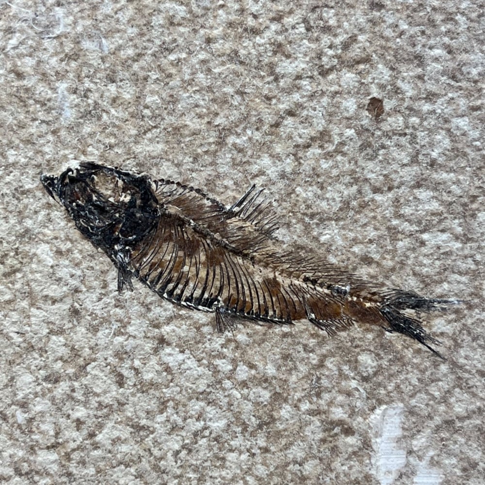 Fossil Fish (Knightia)