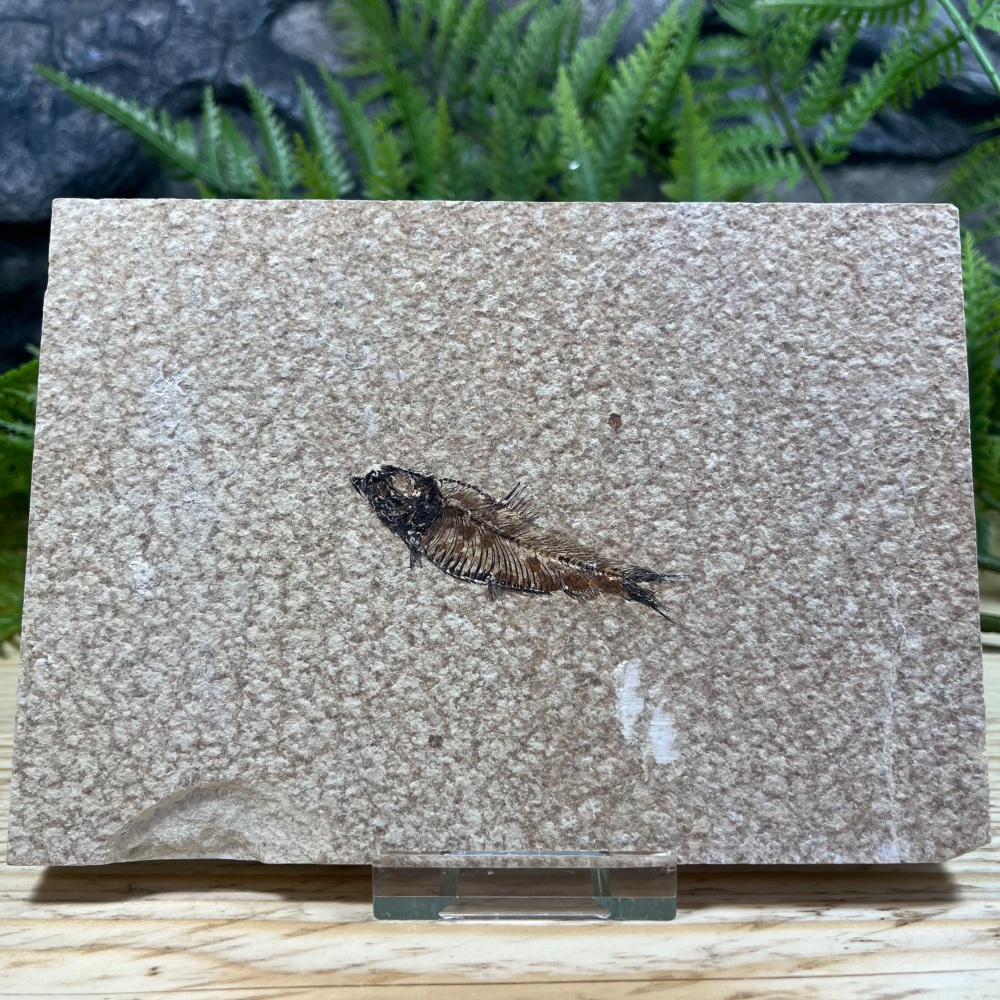 Fossil Fish (Knightia)