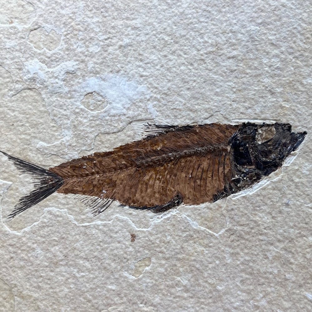 Fossil Fish (Knightia)