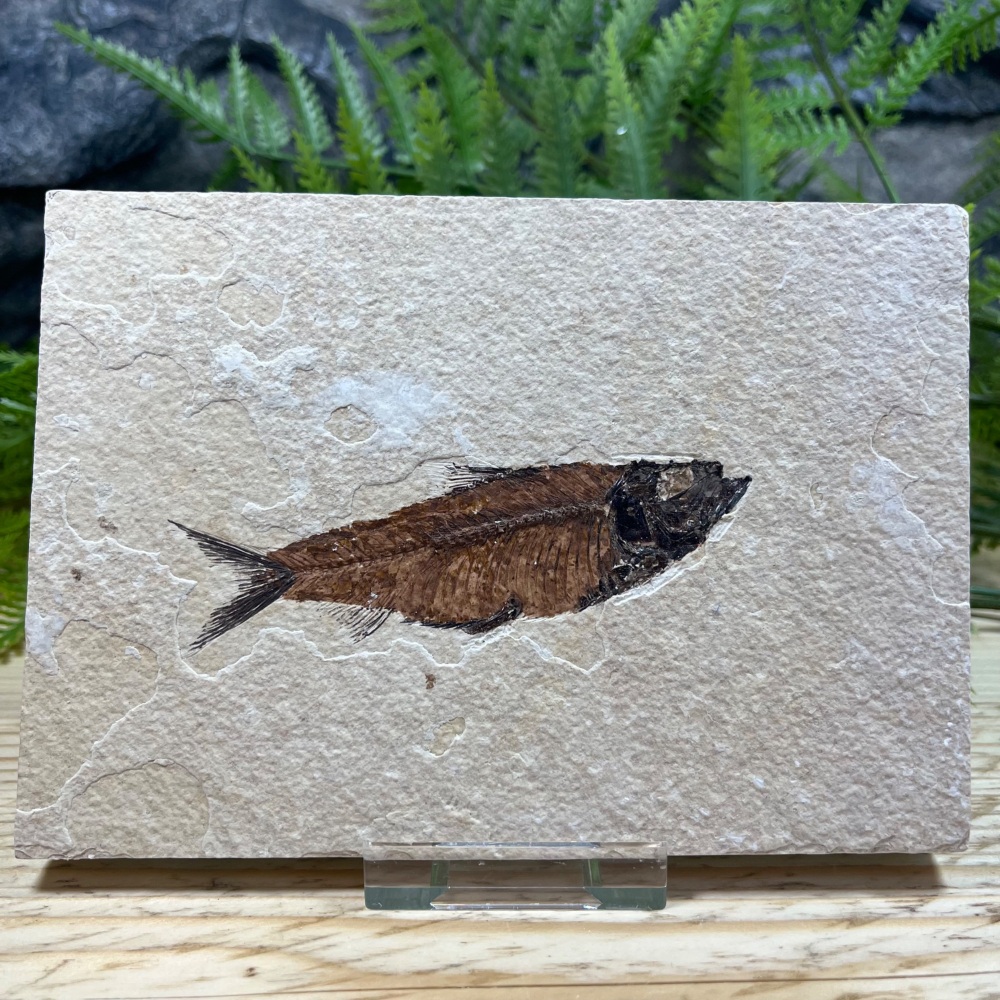 Fossil Fish (Knightia)