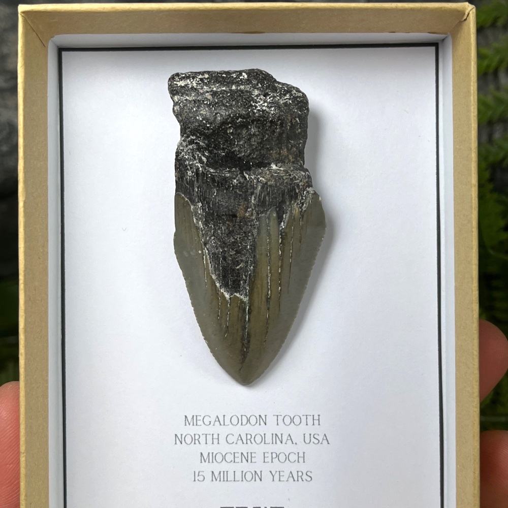 Megalodon Tooth