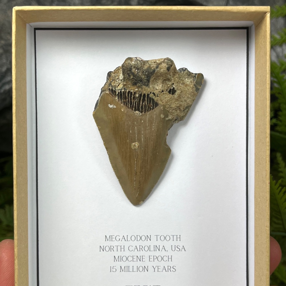 Megalodon Tooth