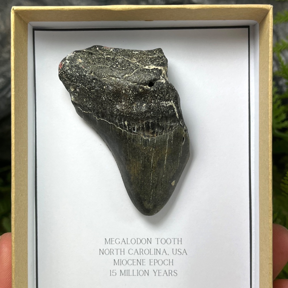 Megalodon Tooth