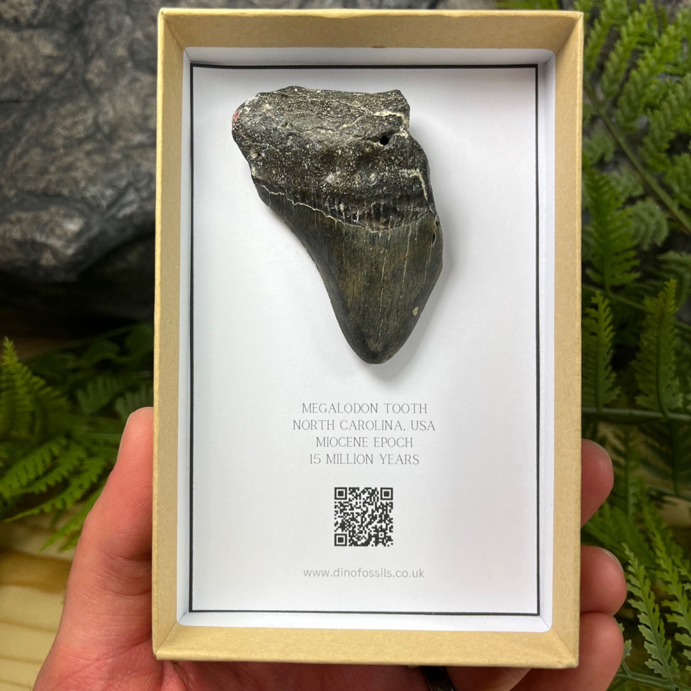 Megalodon Tooth