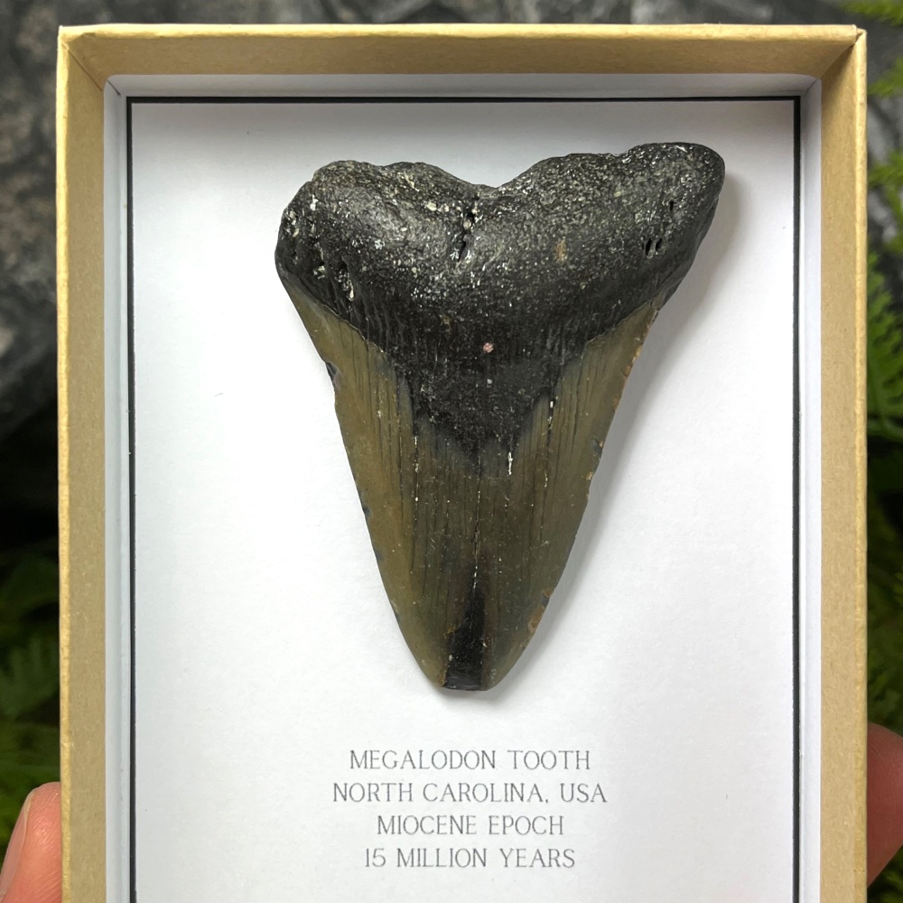 Megalodon Tooth