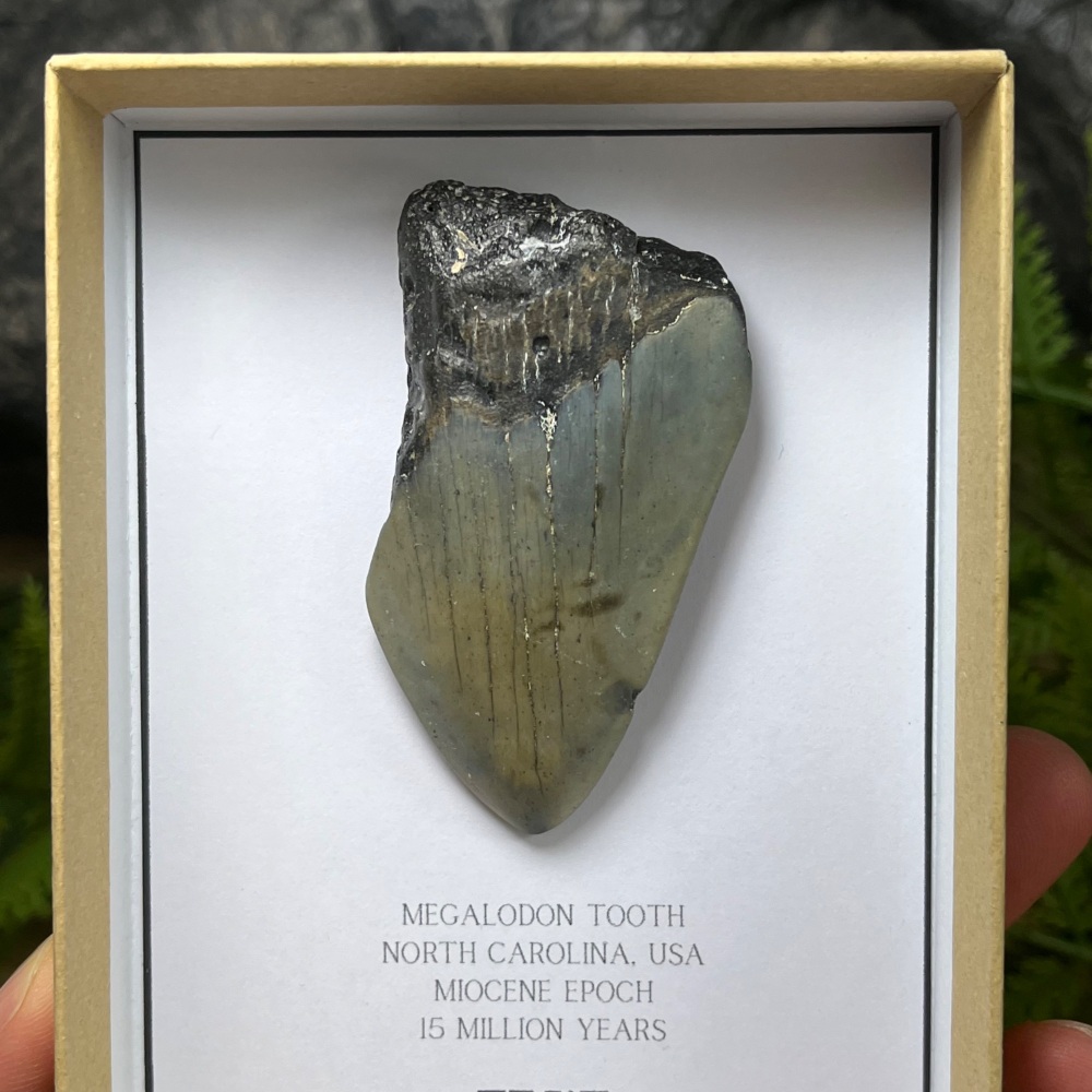 Megalodon Tooth