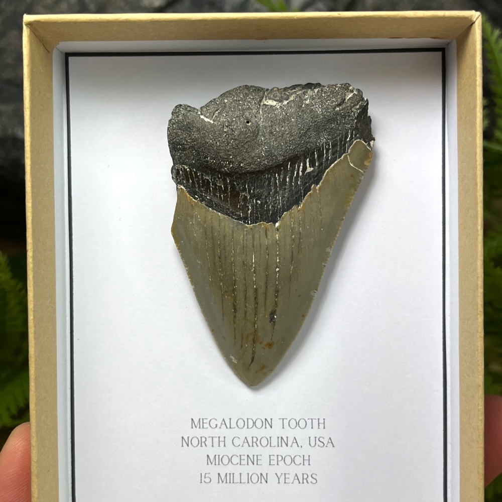 Megalodon Tooth