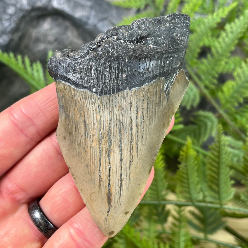 Megalodon Tooth