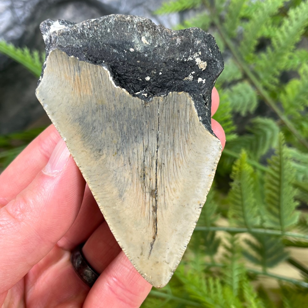 Megalodon Tooth