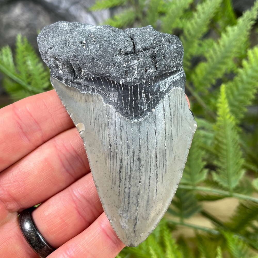 Megalodon Tooth