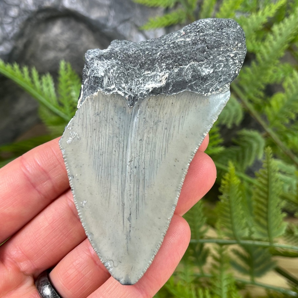 Megalodon Tooth