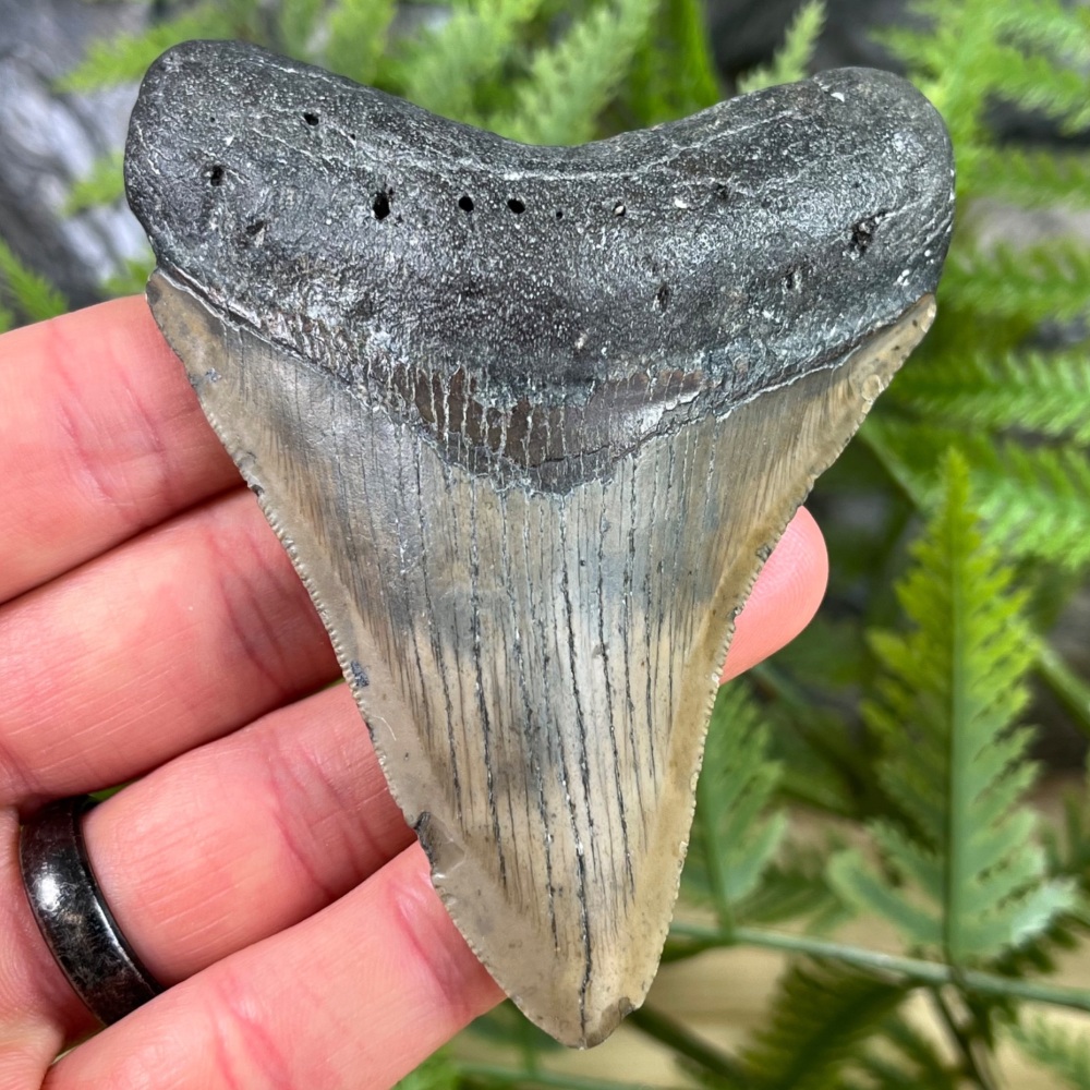 Megalodon Tooth