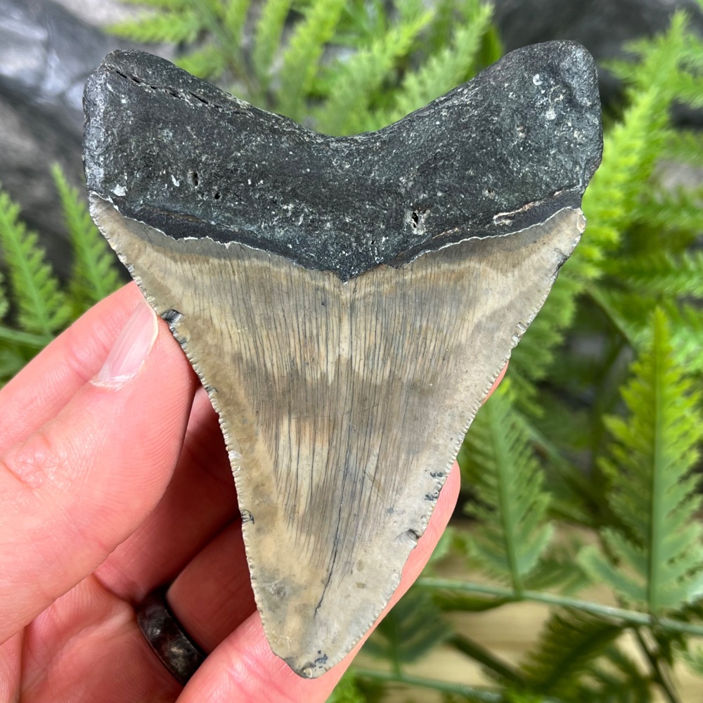 Megalodon Tooth