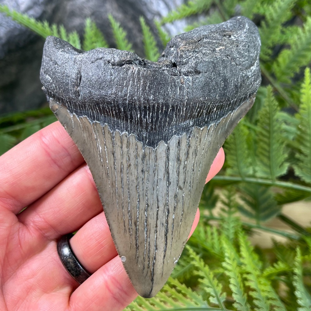 Megalodon Tooth