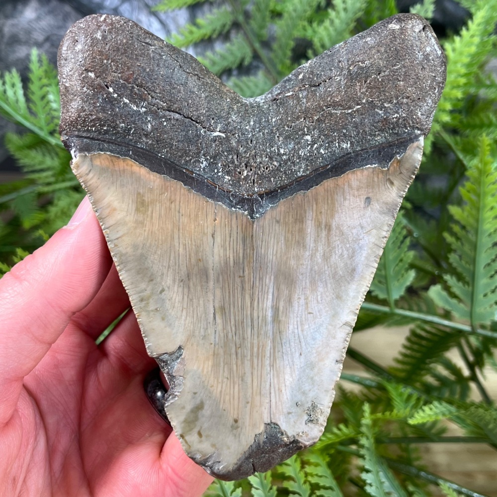 Megalodon Tooth