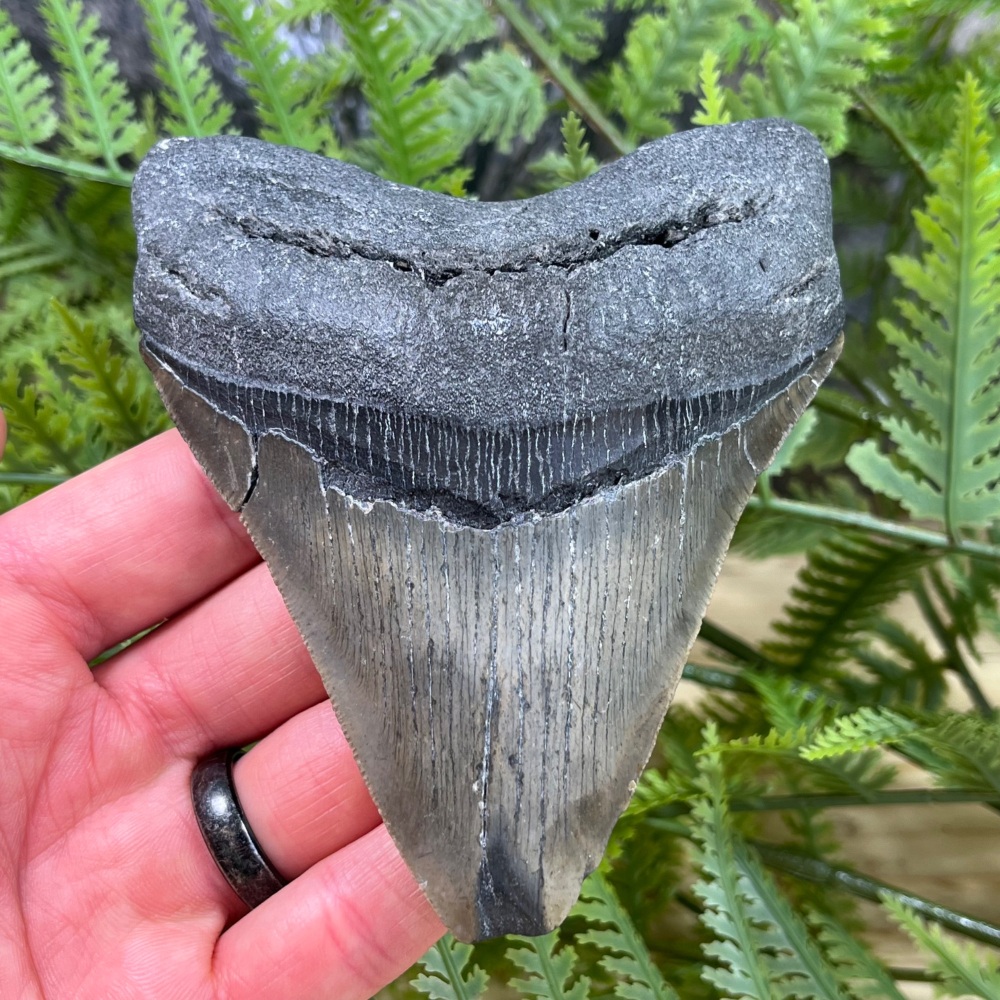 Megalodon Tooth