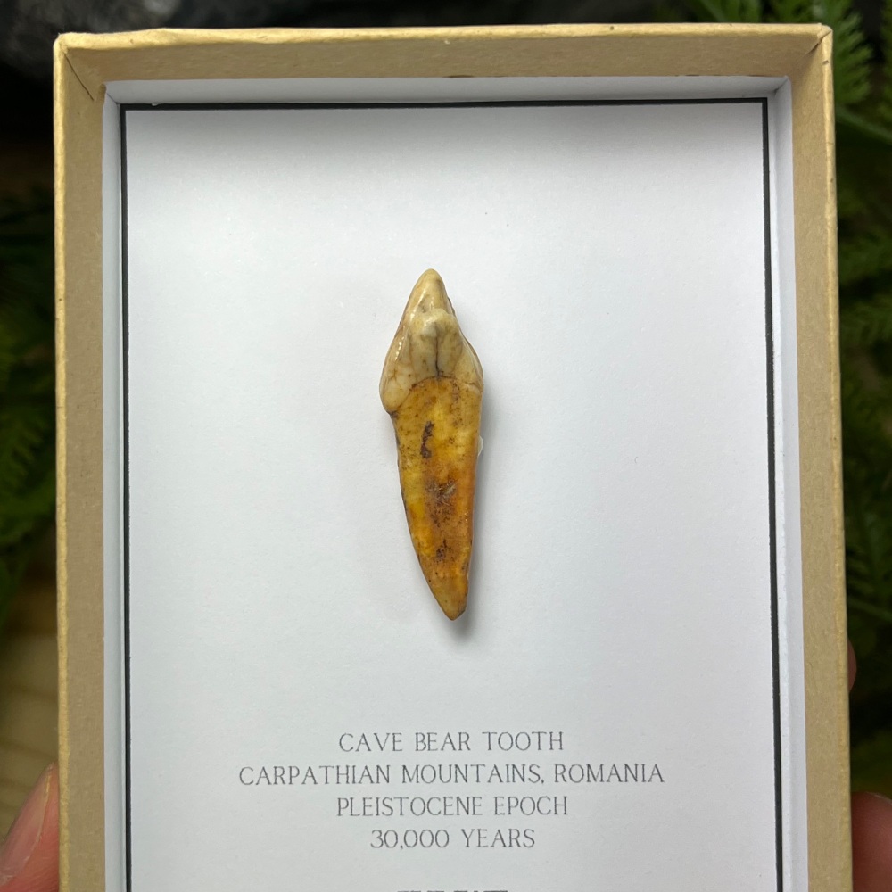 Cave Bear Tooth