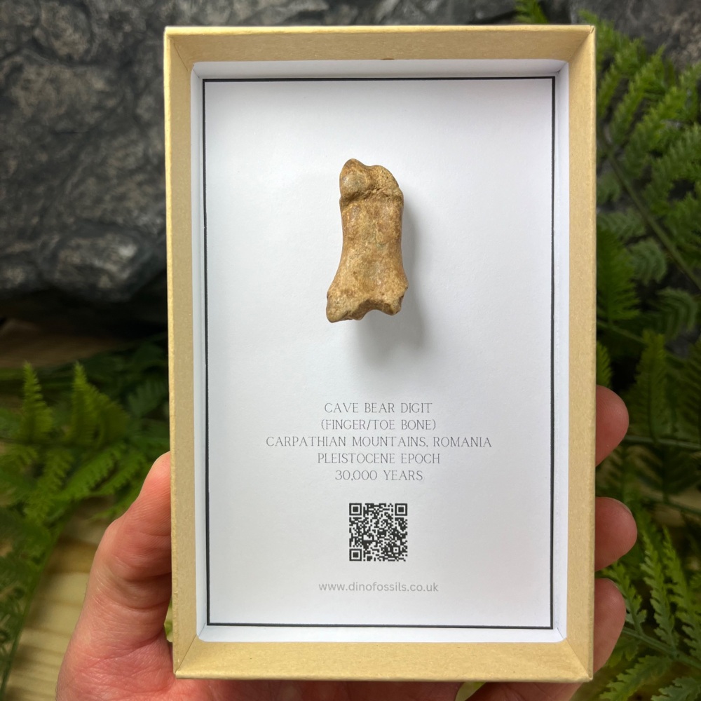 Cave Bear Digit (finger/toe bone)