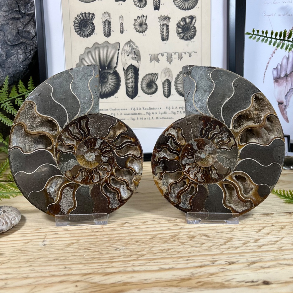 Ammonite (Cut & Polished)
