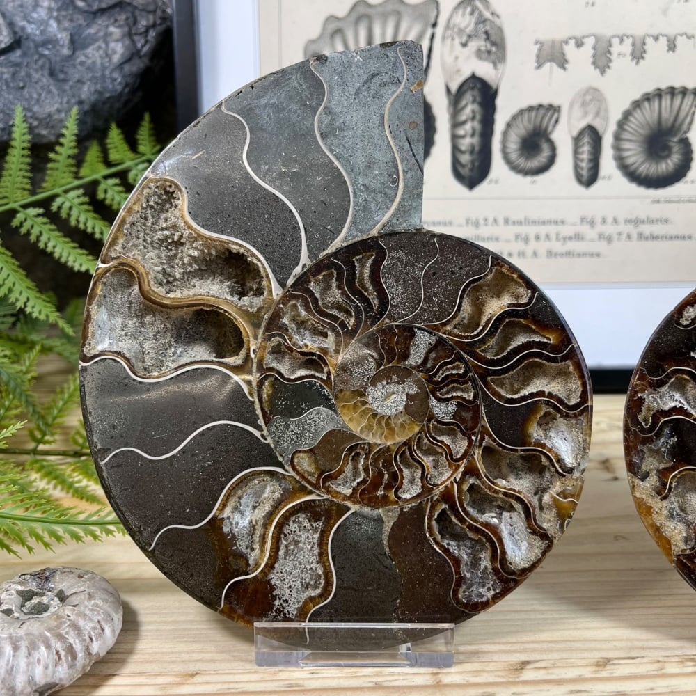 Ammonite (Cut & Polished)