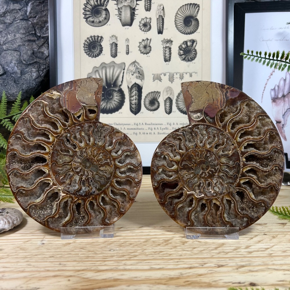 Ammonite (Cut & Polished)
