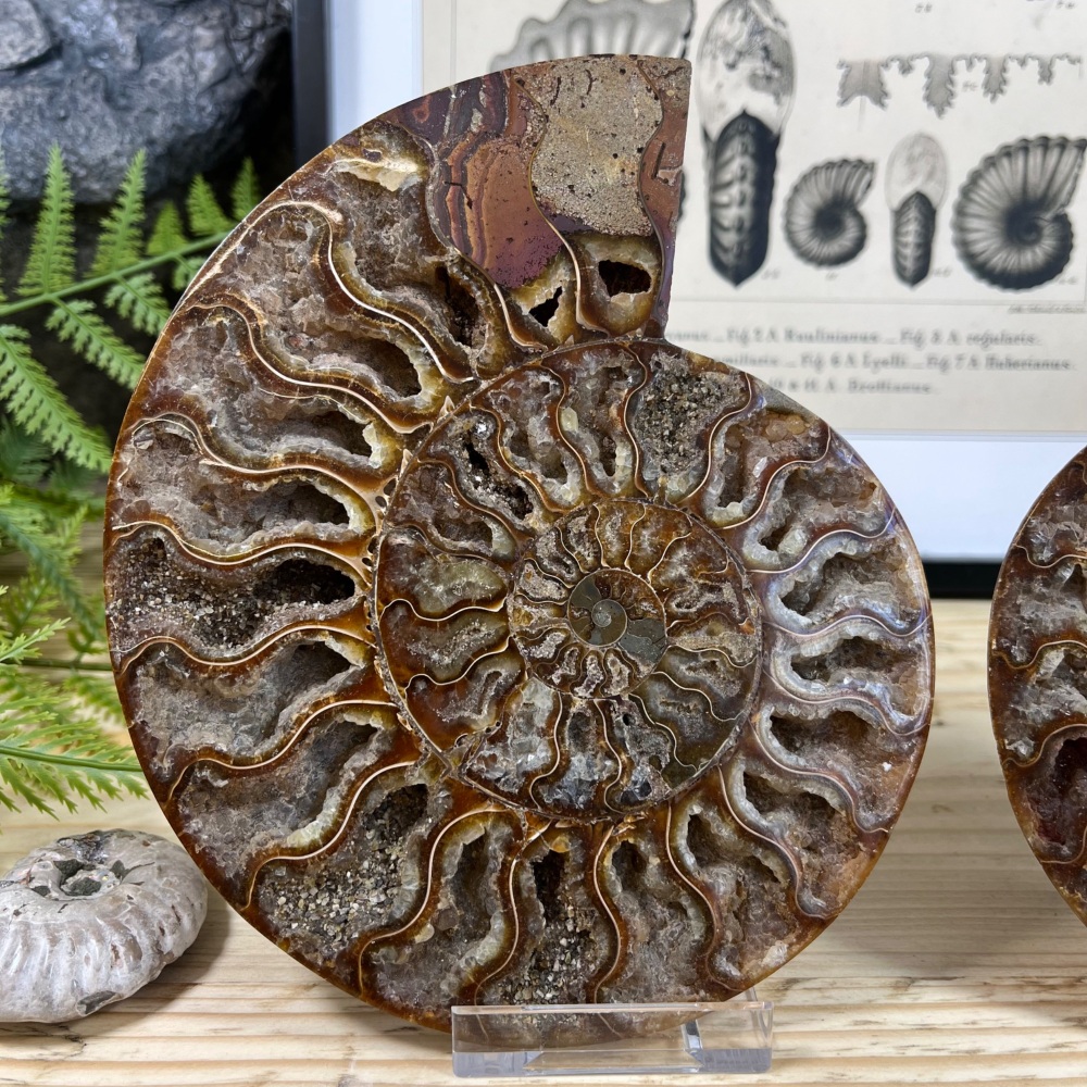 Ammonite (Cut & Polished)