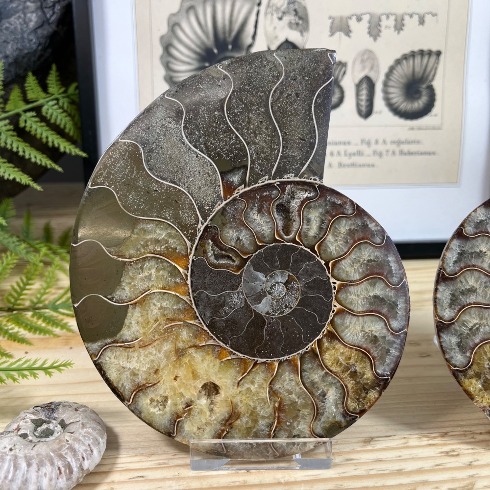 Ammonite (Cut & Polished)