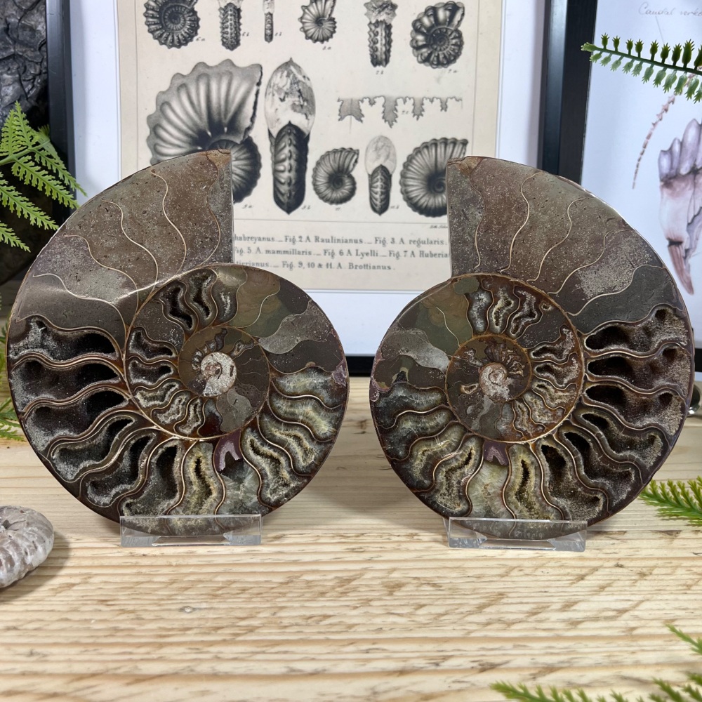 Ammonite (Cut & Polished)
