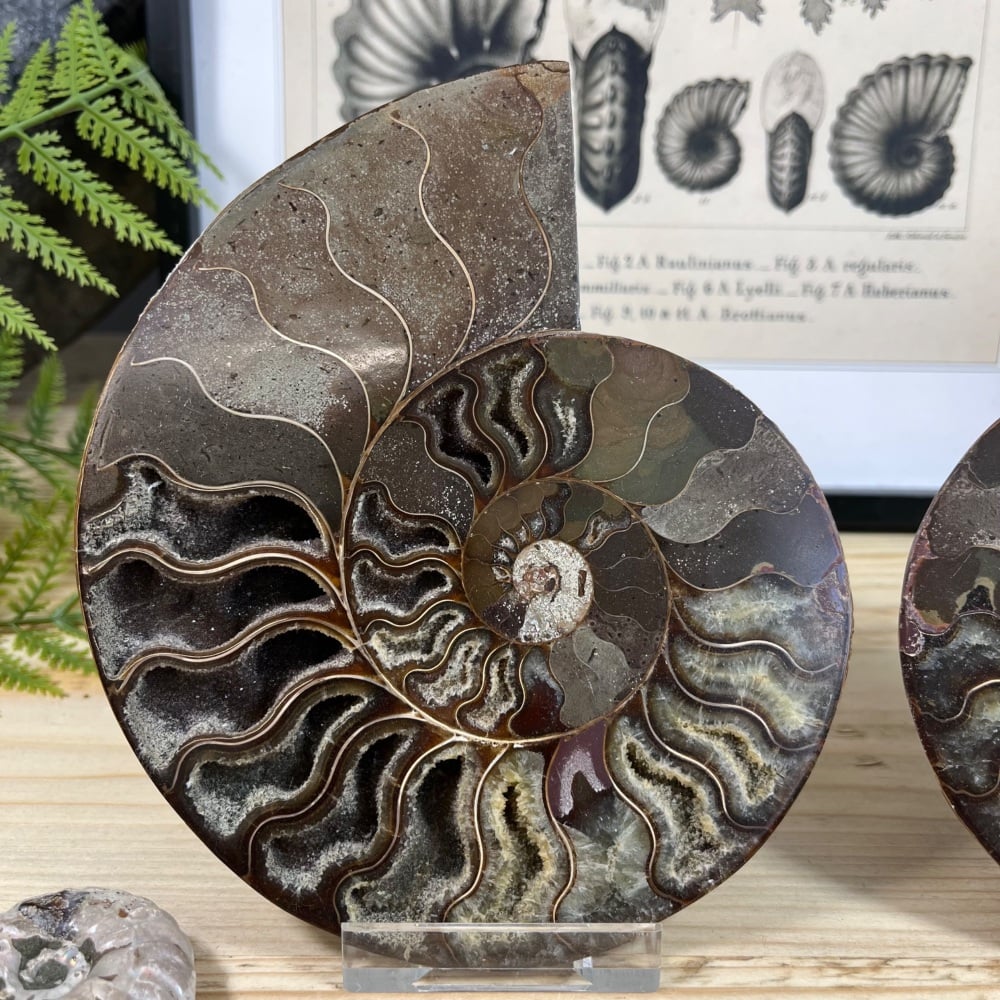 Ammonite (Cut & Polished)