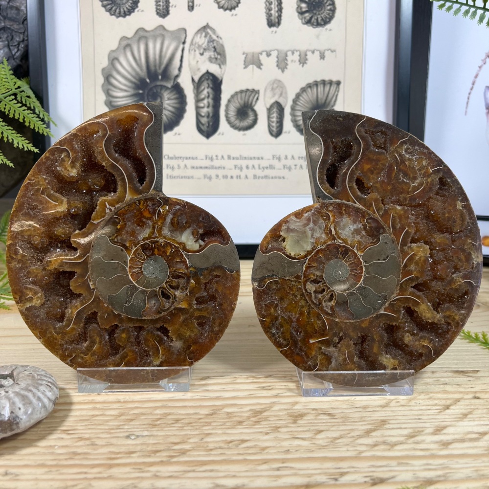 Ammonite (Cut & Polished)