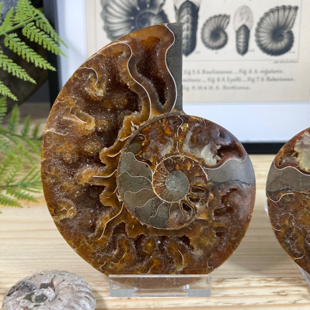 Ammonite (Cut & Polished)