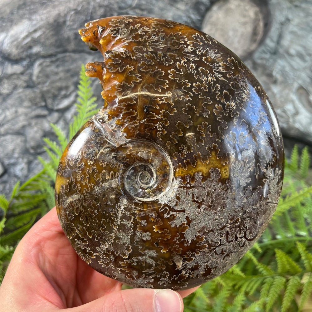 Ammonite (Polished)