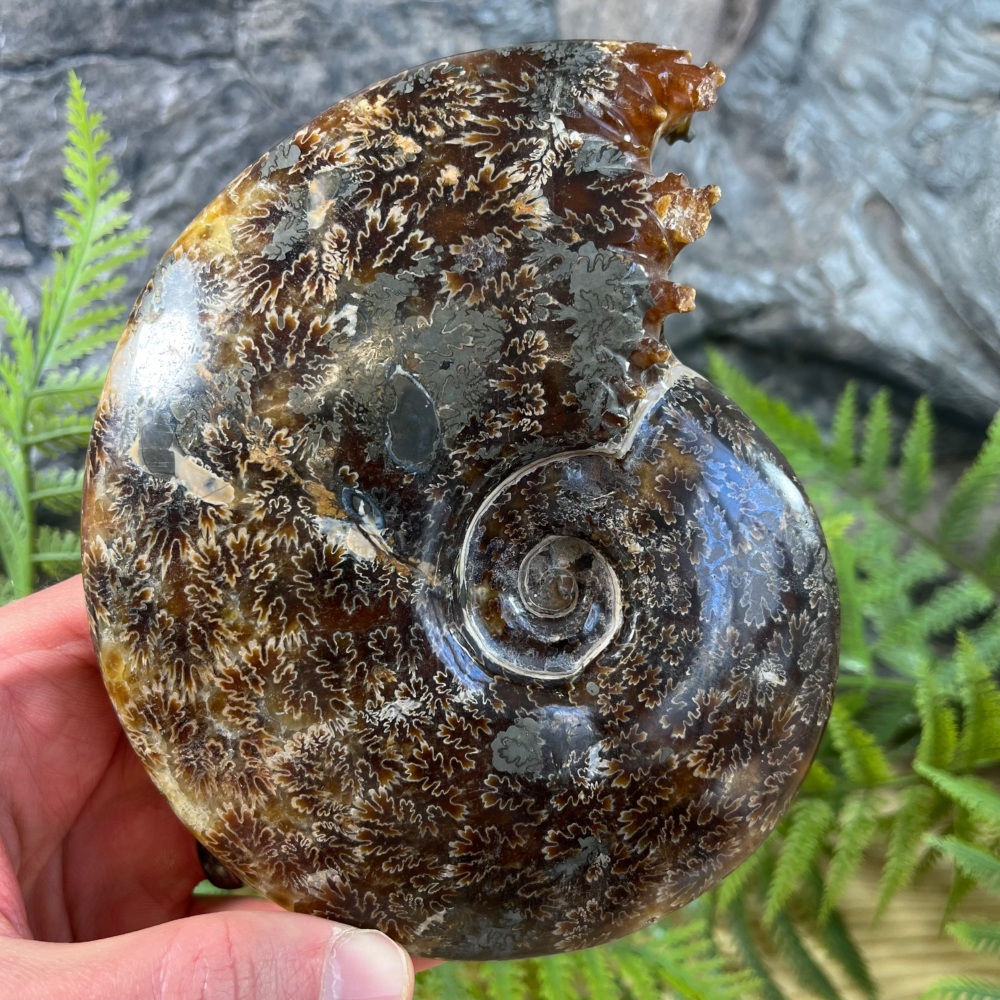 Ammonite (Polished)