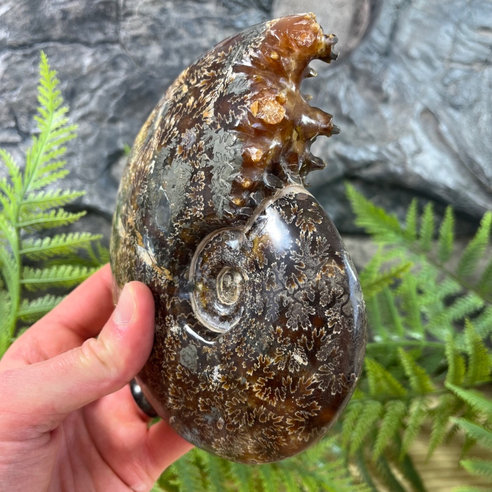 Ammonite (Polished)