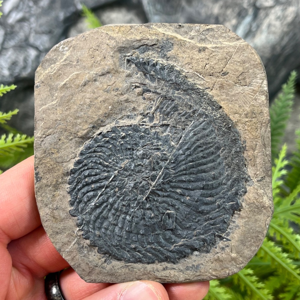 Ammonoid (Trachyceras multituberculatum)