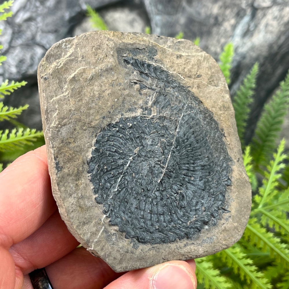 Ammonoid (Trachyceras multituberculatum)
