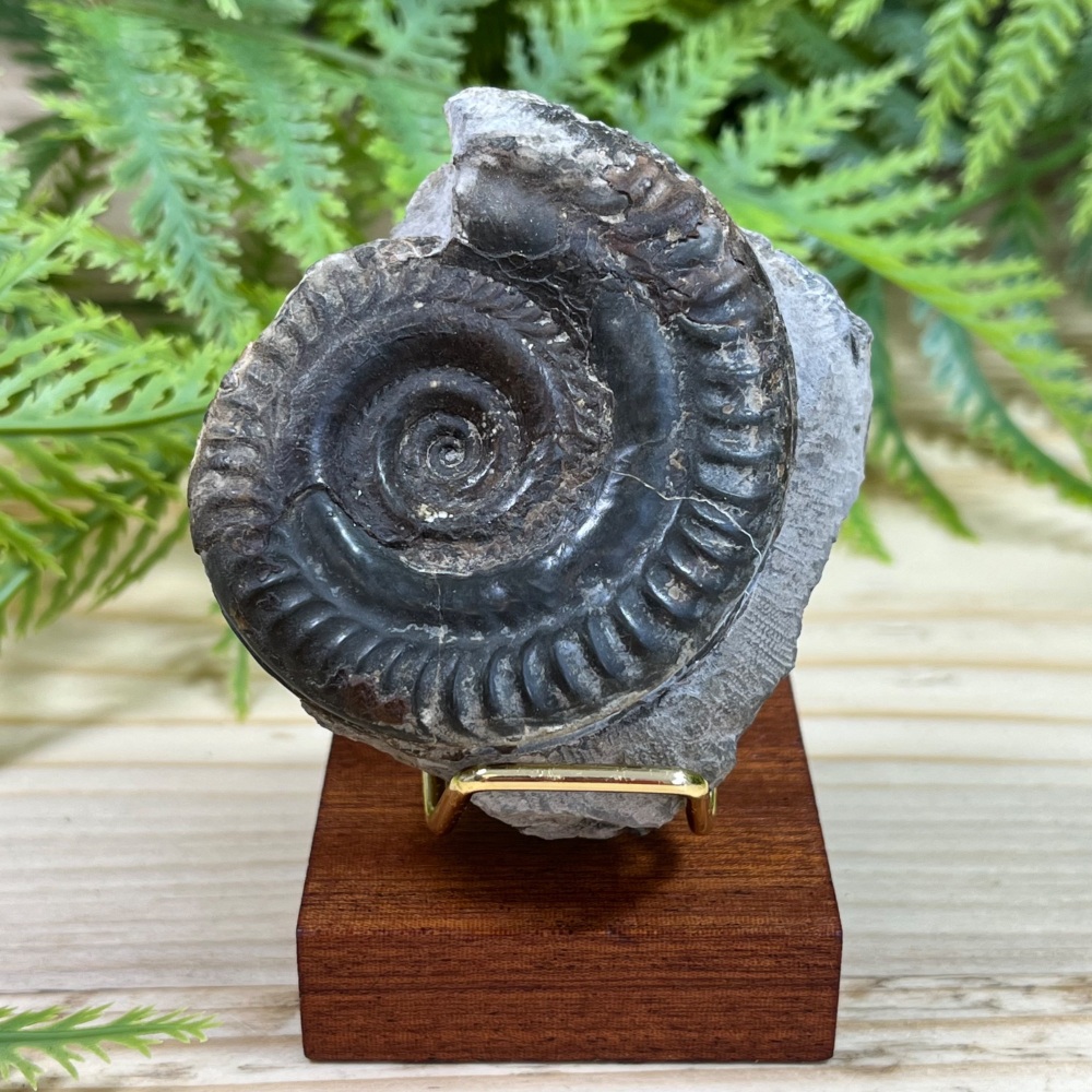 Ammonite (Hildoceras)