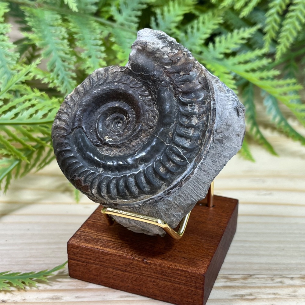Ammonite (Hildoceras)