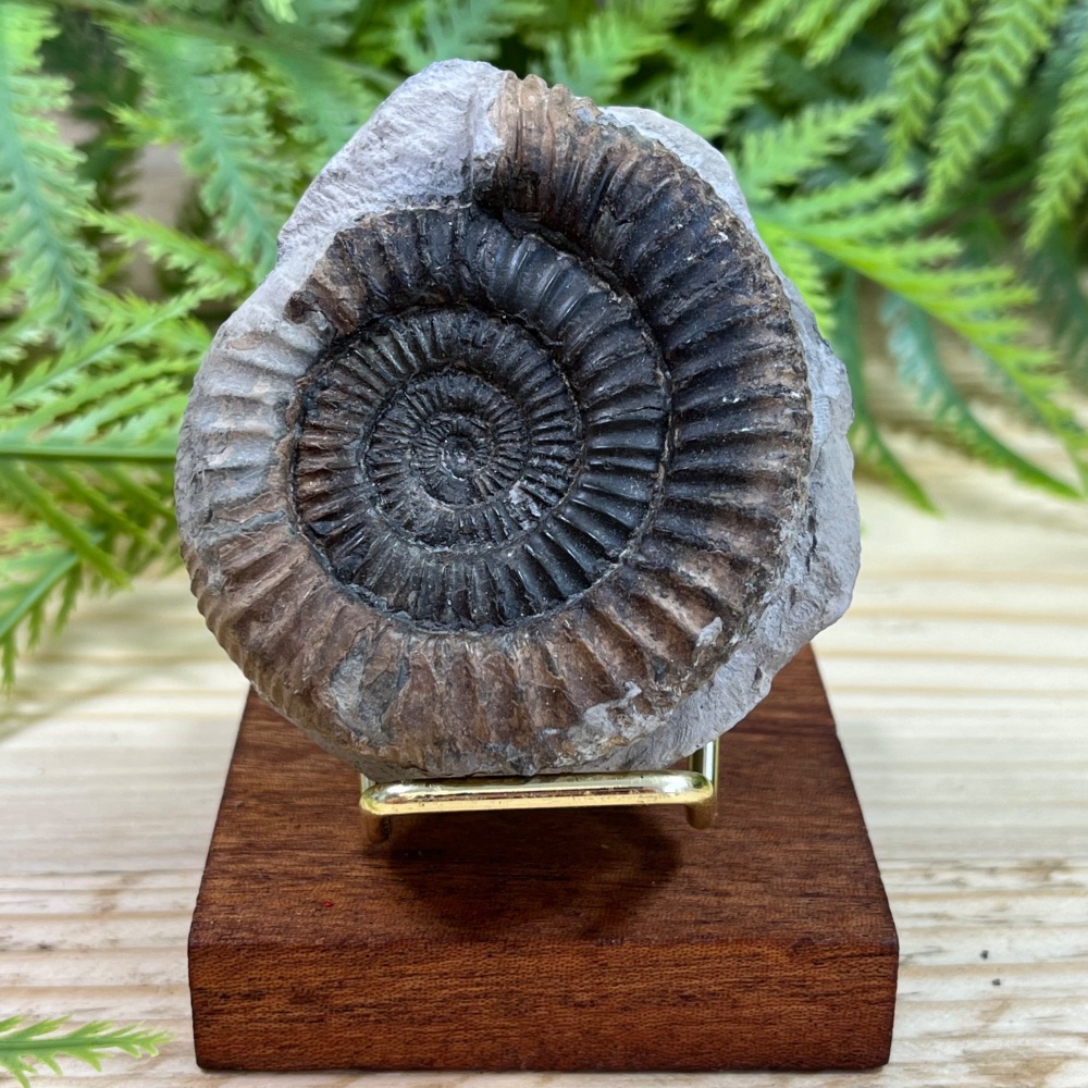 Ammonite (Dactylioceras)