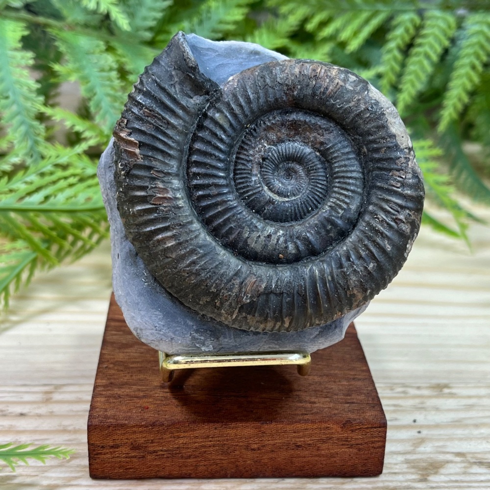 Ammonite (Dactylioceras)