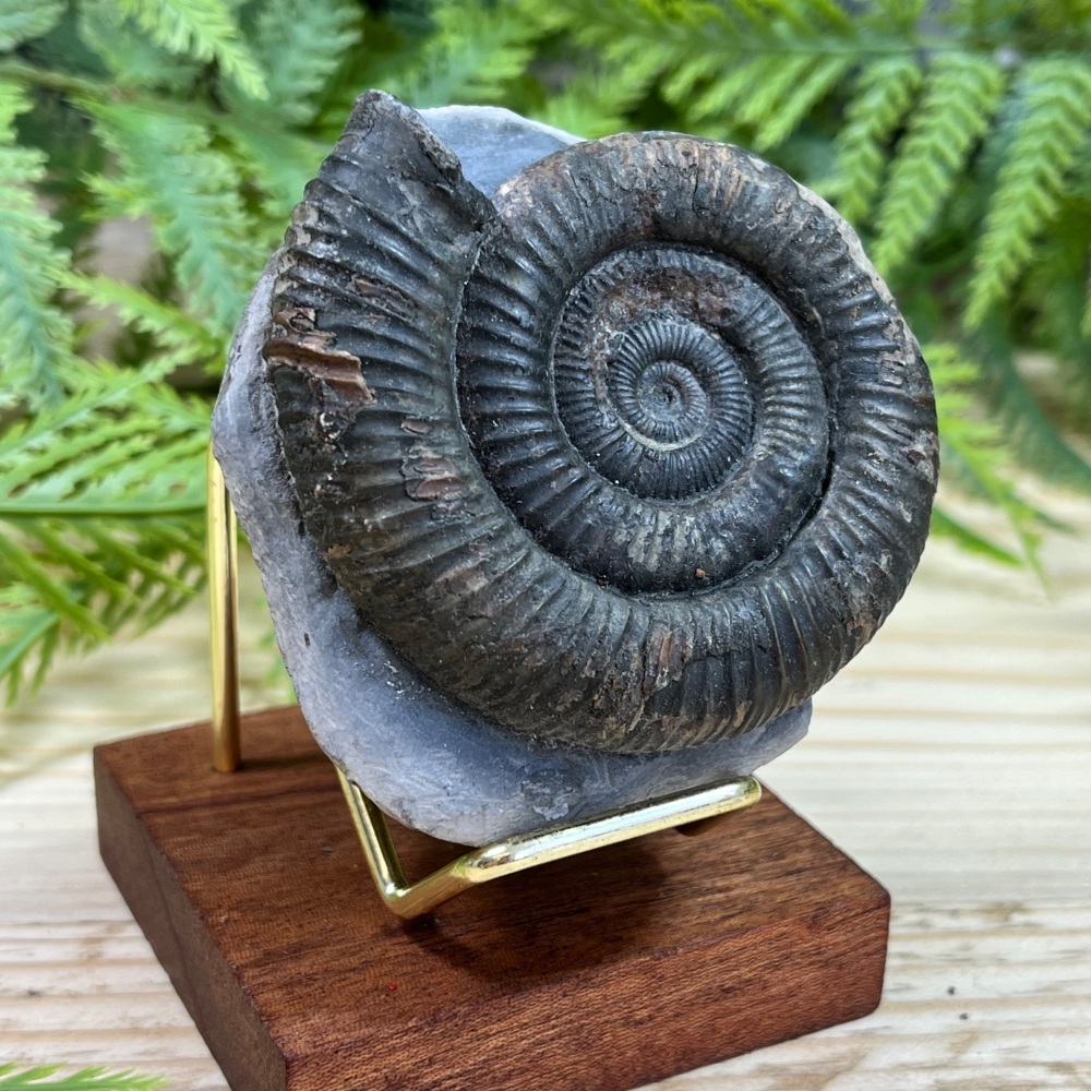 Ammonite (Dactylioceras)