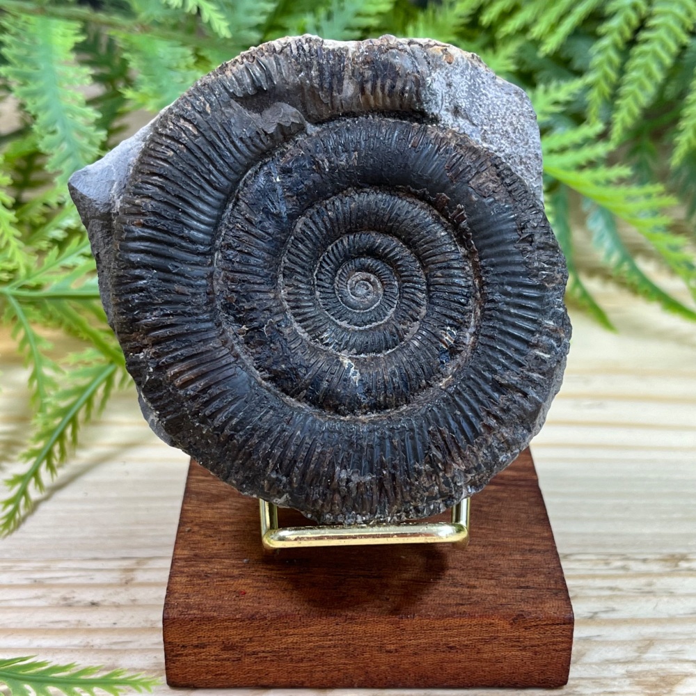 Ammonite (Dactylioceras)
