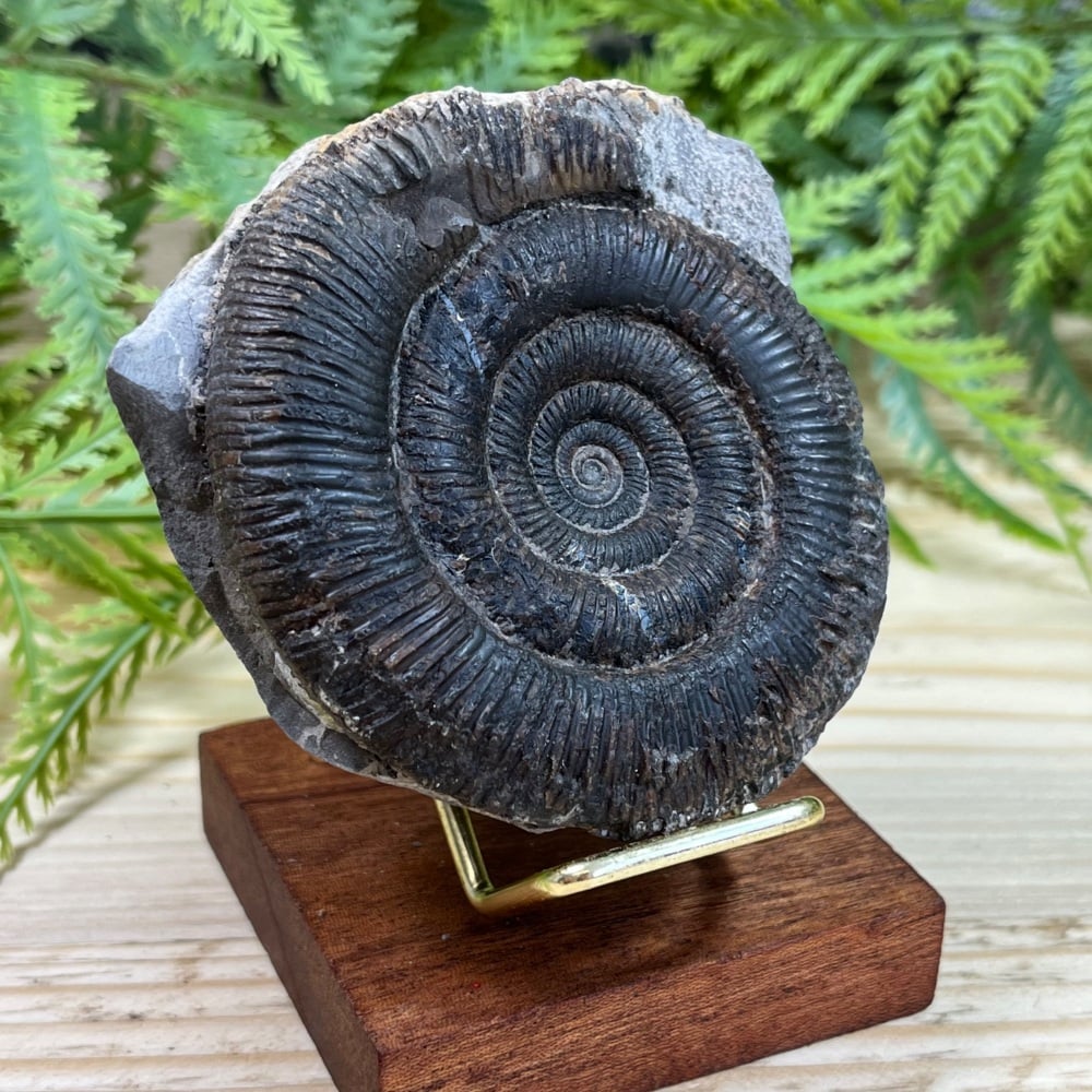 Ammonite (Dactylioceras)
