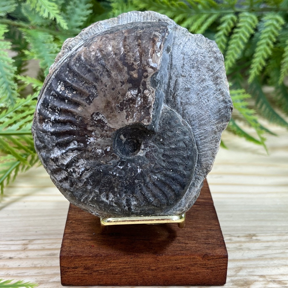 Ammonite (Pseudolioceras)
