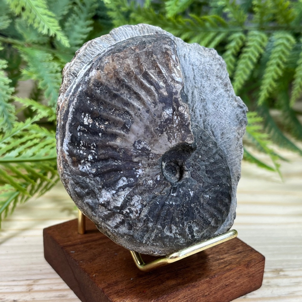 Ammonite (Pseudolioceras)